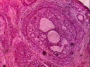 Follicules ovariens, ovaire de lapine (ovocyte, ovule). [14779 views]