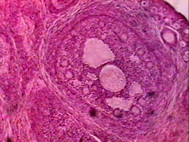 Follicules ovariens, ovaire de lapine (ovocyte, ovule).
