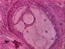 Follicules ovariens, ovaire de lapine (ovocyte, ovule). [48734 views]