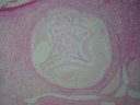 Follicule ovarien, ovaire de lapine. Coloration HE. [13108 views]