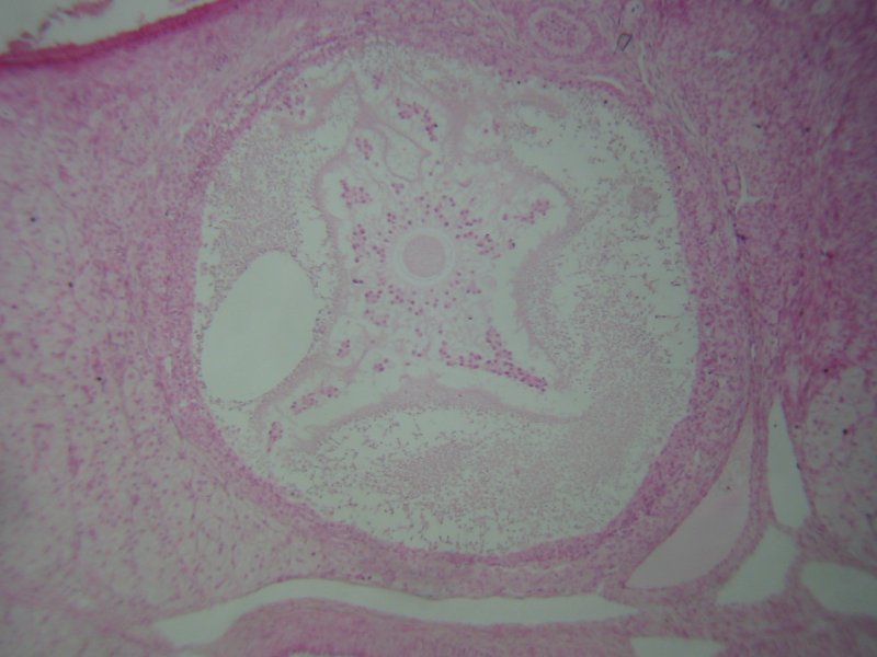 Follicule ovarien, ovaire de lapine. Coloration HE.