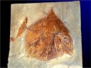 Poisson fossile : <em>Paleobalistum</em>, Hakel, Liban. [34624 views]