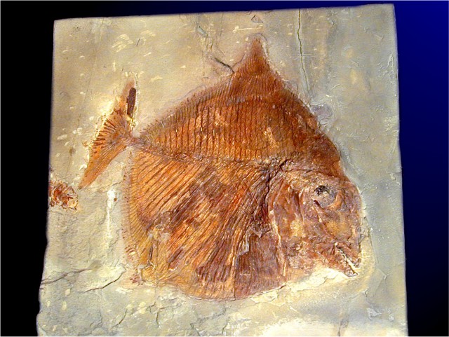 Poisson fossile : <em>Paleobalistum</em>, Hakel, Liban.