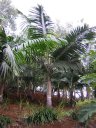 Palmiste (<em>Dictyosperma album</em> ?, Arecacées) : variété de palmier dont on consomme le bourgeon terminal (chou palmiste ou coeur de palmier). [13535 views]