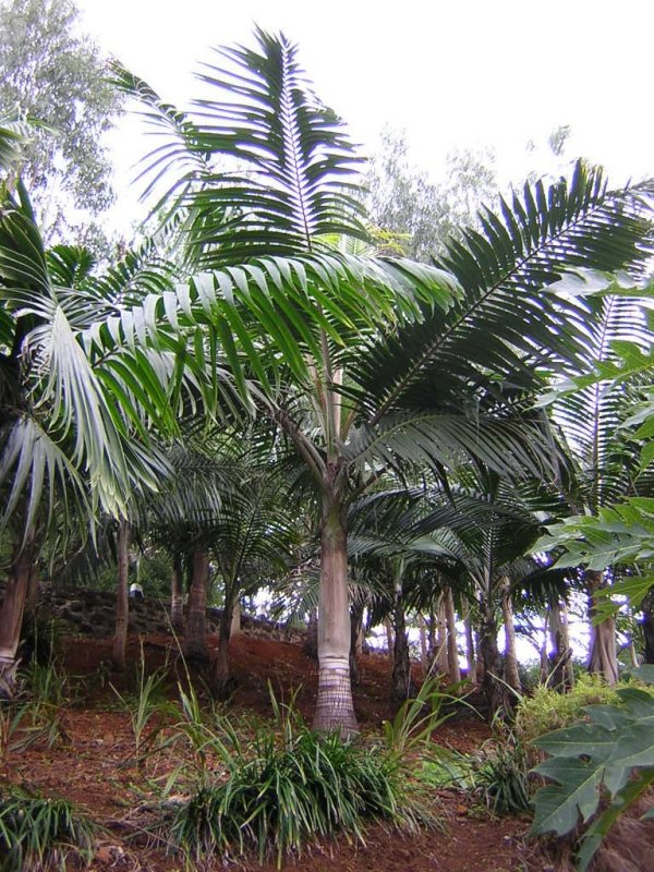 Palmiste (<em>Dictyosperma album</em> ?, Arecacées) : variété de palmier dont on consomme le bourgeon terminal (chou palmiste ou coeur de palmier).