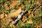 <em>Inachis io</em> : le Paon du jour (Insecte, Lépidoptère, Nymphalidae). [7407 views]