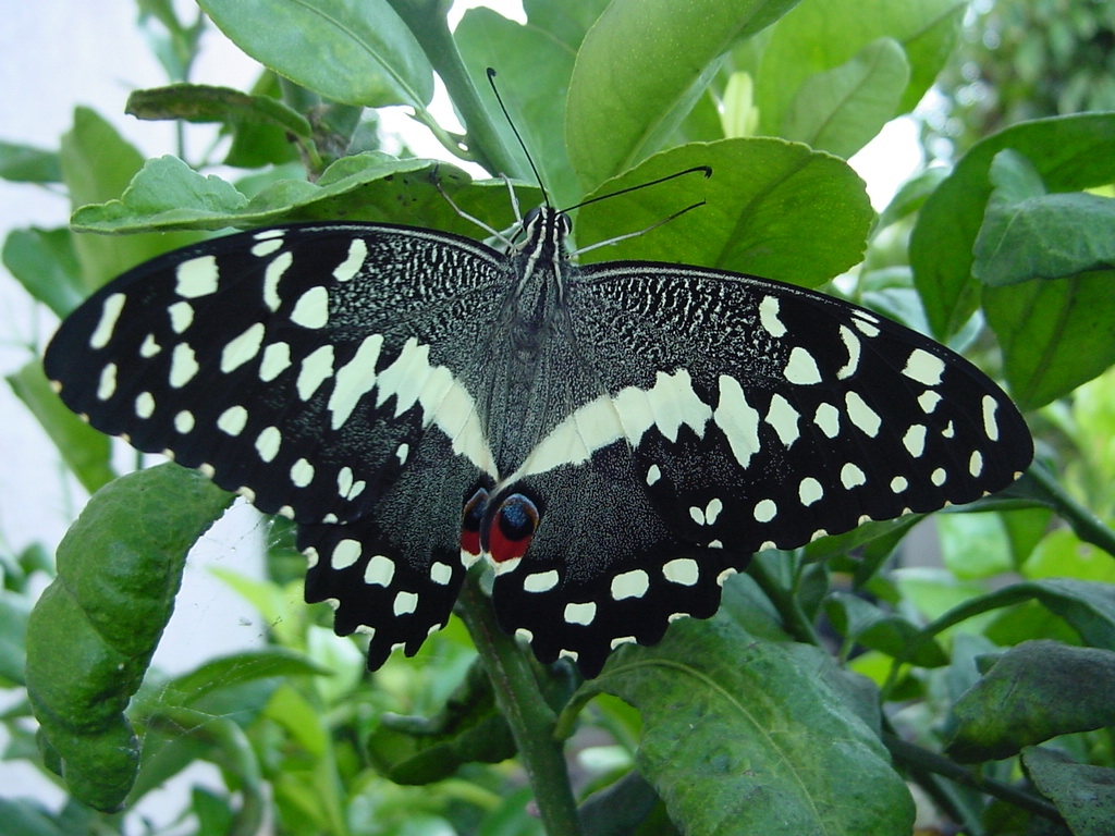 Lépidoptère diurne <em>Papilio demodocus</em> de répartition tropicale, dont la chenille vit sur les Agrumes (genre <em>Citrus</em>).