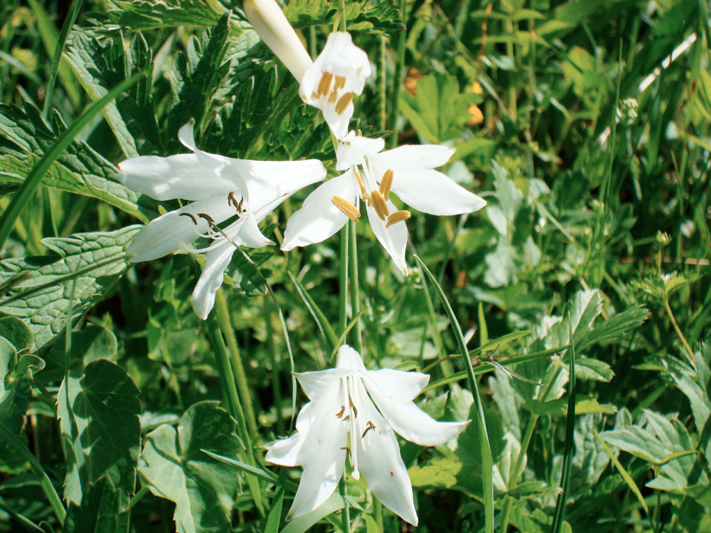 Paradisie faux lis (<em>Paradisea   liliastrum</em>), famille des Asphodelaceae. Aussi appelé Lis de saint Bruno, Lis des Allobroges, Lis des Alpes.