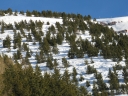 Plantation de Pins à crochets (Pinus uncinata Pinacées) pour remplacer les paravalanches métalliques visibles à droite de la photo.  Le Pin à crochets a des aiguilles groupées par deux et des petits cônes dissymétriques dont les écailles portent, à leur base, une petite saillie en forme de crochet.  L'altitude est ici d'environ 1900 m. Cet arbre pousse entre 1200 et 2700m essentiellement dans les Alpes et les Pyrénées. [26739 views]
