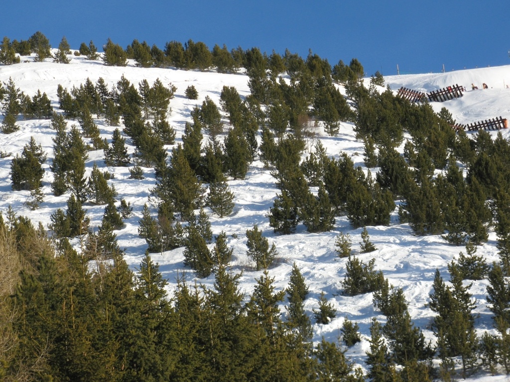 Plantation de Pins à crochets (Pinus uncinata Pinacées) pour remplacer les paravalanches métalliques visibles à droite de la photo.  Le Pin à crochets a des aiguilles groupées par deux et des petits cônes dissymétriques dont les écailles portent, à leur base, une petite saillie en forme de crochet.  L'altitude est ici d'environ 1900 m. Cet arbre pousse entre 1200 et 2700m essentiellement dans les Alpes et les Pyrénées.