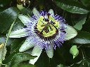 Fleur de passiflore (Passifloracées, <em>Passiflora caerulea</em>). Plante grimpante originaire d'Amérique du sud, cultivée chez nous. Son nom vient du fait que les missionnaires jésuites se servaient de cette fleur pour représenter la Crucifixion auprès des indigènes. [39030 views]