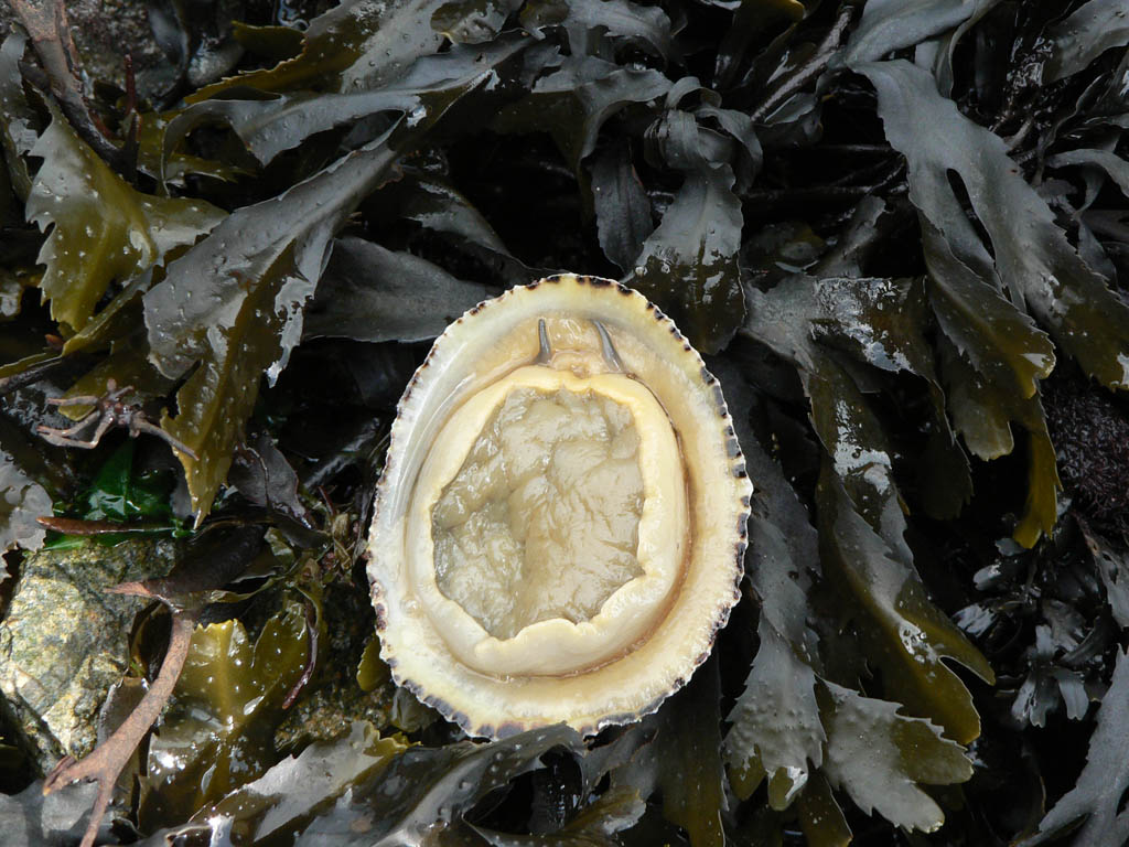 Patelle : face ventrale. Les <em>Patella</em> forment un genre de gastéropodes prosobranches comestibles vivants dans la zone de balancement des marées. La coquille de ce mollusque prend la forme d'un « chapeau chinois » appliqué contre les rochers. Les bords de la coquille s'adaptent parfaitement au relief de la roche. Ainsi, à marée basse, la patelle ne se dessèche pas. <a href='https://phototheque.enseigne.ac-lyon.fr/photossql/photos.php?RollID=images&FrameID=radulapatelledetailsx40'>Voir la radula</a>.