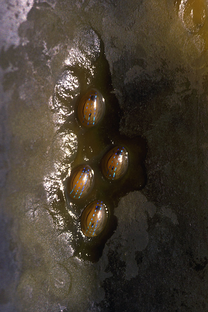 <em>Patina pellucida</em> - Les Helcions, petits Mollusques Gastéropodes qui peuvent atteindre 2 cm de long, sont apparentés aux Patelles. Leur coquille est lisse, fine et conique avec un apex décentré ce qui lui donne un aspect bombé. De couleur ambrée, elle est striée de lignes bleu brillant qui iradient depuis l'apex jusqu'aux   bords. L'helcion se rencontre en groupe sur les laminaires et plus   rarement sur les fucus. Il se nourrit des algues microscopiques qui s'y   trouvent mais aussi des laminaires elles-mêmes. A noter que l'on voit bien leurs traces de broutage sur le stipe de Laminaire sur laquelle elles se trouvent.