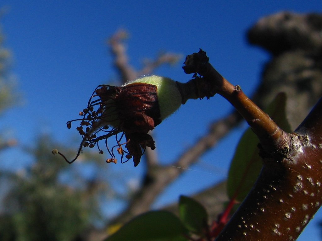 Fleur fanée de pêcher (<em>Prunus persica</em>), formation du fruit à partir du dévelopement de l'ovaire, on voit encore les pièces florales fanées.