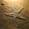 <em>Pentasteria lithographica</em>, étoile de mer du groupe des Astropectinidés, environ 10 cm de diamètre. Le fossile provient de la carrière de Cerin (Ain), qui exploitait de 1850 à 1910 des calcaires du Kimméridgien terminal (Jurassique supérieur, - 151 Ma). Ces calcaires au grain très fin étaient utilisés en lithographie. Ils renferment également de très nombreux fossiles très variés et extraordinairement bien conservés. [6311 views]