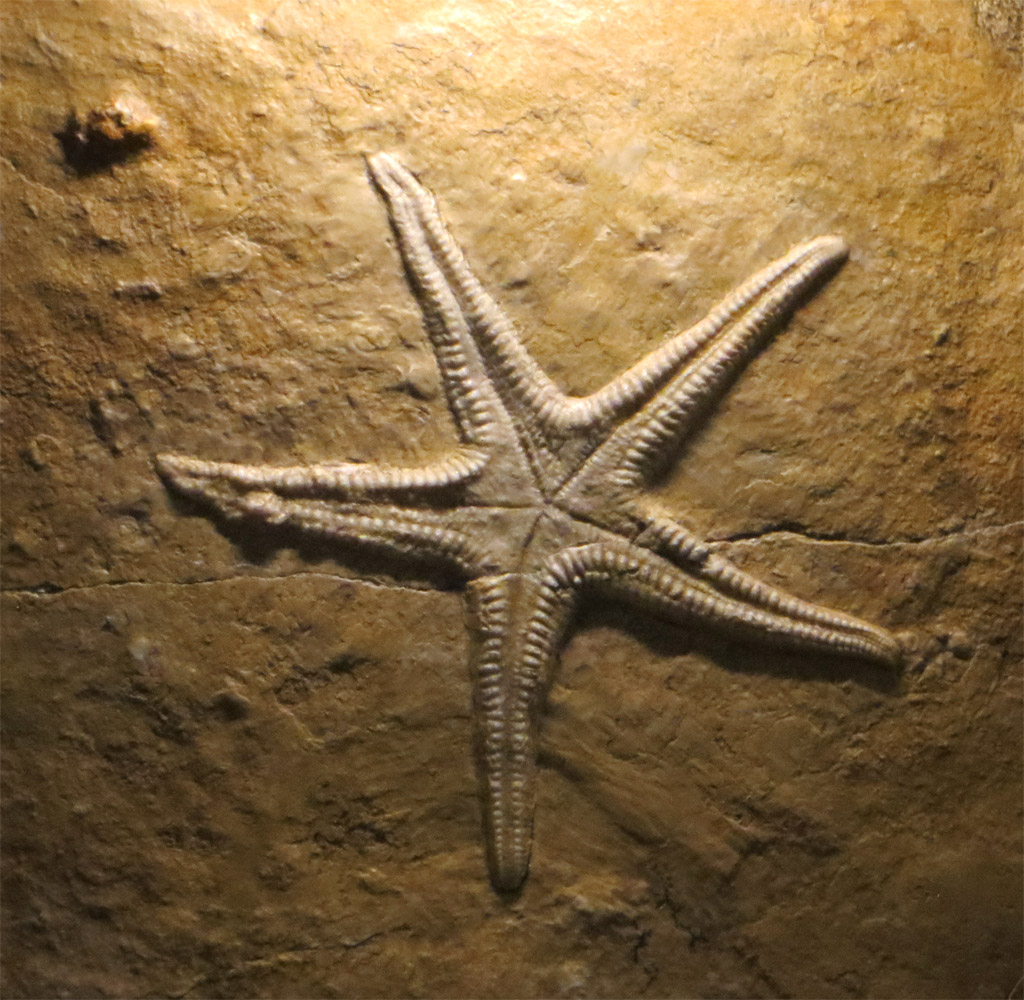 <em>Pentasteria lithographica</em>, étoile de mer du groupe des Astropectinidés, environ 10 cm de diamètre. Le fossile provient de la carrière de Cerin (Ain), qui exploitait de 1850 à 1910 des calcaires du Kimméridgien terminal (Jurassique supérieur, - 151 Ma). Ces calcaires au grain très fin étaient utilisés en lithographie. Ils renferment également de très nombreux fossiles très variés et extraordinairement bien conservés.
