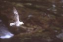 Pétrel glacial (<em>Fulmarus glacialis</em>) en vol, bord de falaise. [4990 views]