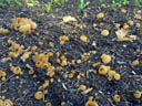 Pézizes à la surface d'un compost étalé sur un potager. Ce nom vernaculaire désigne les fructifications de certains champignons ascomycètes dont l'appareil reproducteur aérien a la forme simple et caractéristique d'une coupe (ou apothécie). L'intérieur de la coupe est constitué d'une intrication d'hyphes haploïdes (mycélium primaire) et d'hyphes à dicaryons (mycélium secondaire) issus de la fusion de gamétocystes mâle et femelle produits lors de la rencontre des hyphes haploïdes. Ce sont les hyphes à dicaryons qui produisent les asques après méiose. [5876 views]