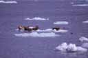 Des phoques sur un iceberg en Alaska. Comme les otaries ce sont des pinnipèdes. On les distingue des précédents car ils se traînent sur le ventre ne pouvant ramener leurs pattes arrière sur le côté et leurs oreilles sont dépourvues de pavillon. [8246 views]