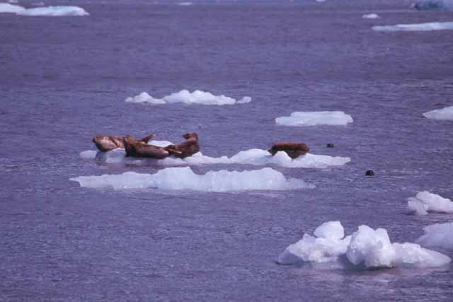 Des phoques sur un iceberg en Alaska. Comme les otaries ce sont des pinnipèdes. On les distingue des précédents car ils se traînent sur le ventre ne pouvant ramener leurs pattes arrière sur le côté et leurs oreilles sont dépourvues de pavillon.