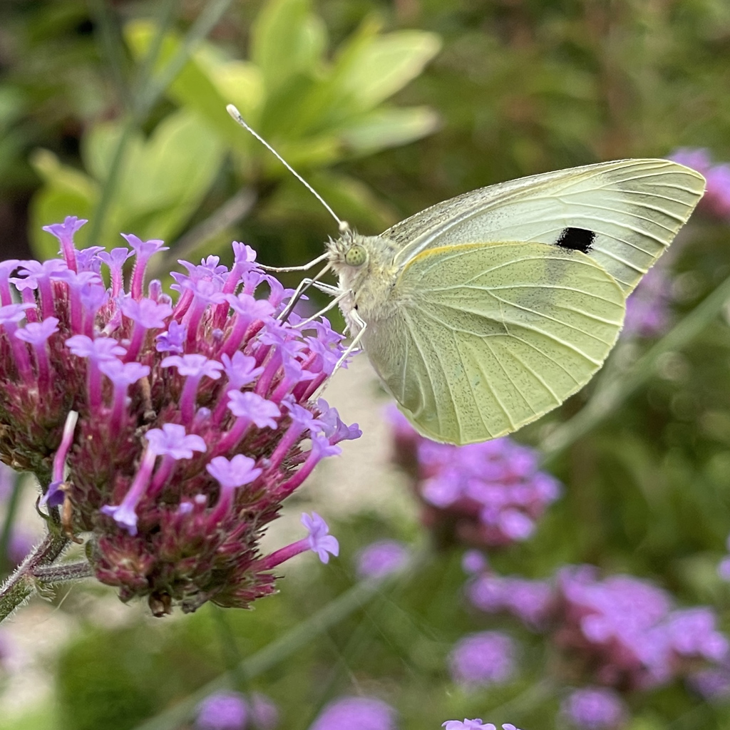 Papillon appelé Piéride du chou (<em>Pieris brassicae</em>) dont les chenilles se régalent comme un certain nombre d'autres brassicacées, en train d'aspirer le nectar de fleurs de verveine de Buenos Aires (<em>Verbena bonariensis</em>).