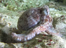 Pieuvre ou poulpe, <em>Octopus vulgaris</em>.
Distribution géographique : Méditerranée, Atlantique, Manche.
<br />Mots clés : animal marin, mollusque, céphalopode, poulpe.<br />
<a href='http://svt.enseigne.ac-lyon.fr/spip/spip.php?article411' target='_blank'>Fiche classification</a>
 [25837 views]