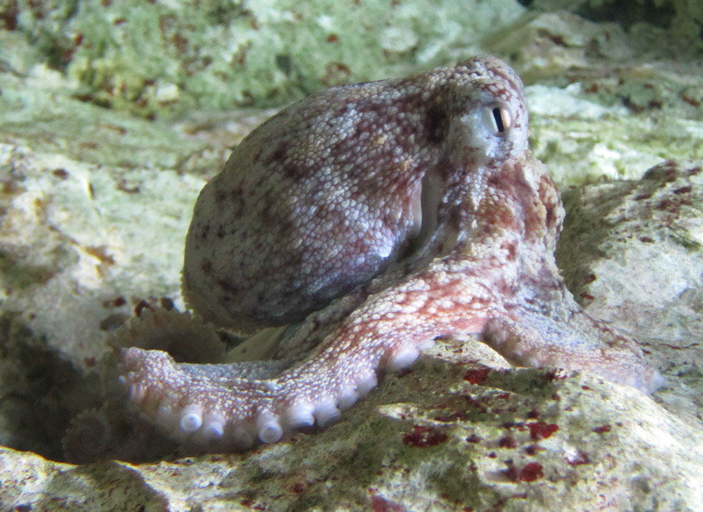 Pieuvre ou poulpe, <em>Octopus vulgaris</em>.
Distribution géographique : Méditerranée, Atlantique, Manche.
<br />Mots clés : animal marin, mollusque, céphalopode, poulpe.<br />
<a href='http://svt.enseigne.ac-lyon.fr/spip/spip.php?article411' target='_blank'>Fiche classification</a>
