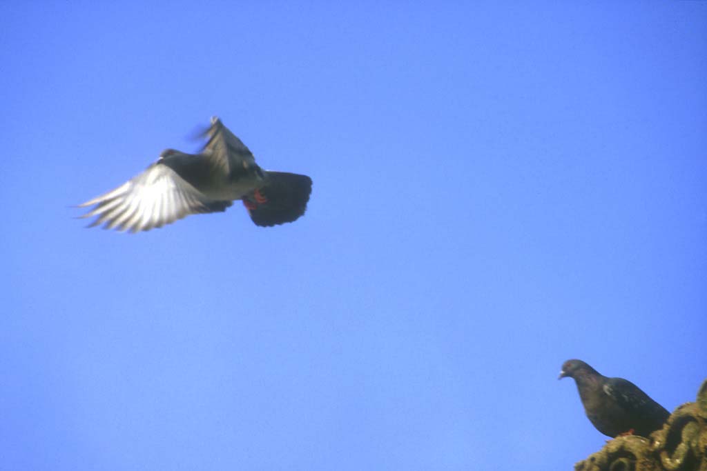 Pigeons biset (<em>Columba livia</em>).