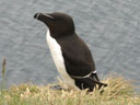 Pingouin, <em>Alca torda</em>, de la famille des Alcidés. [22786 views]