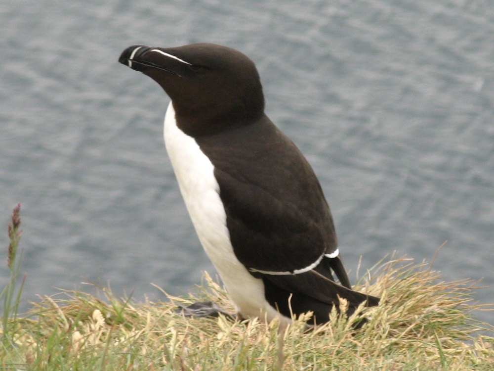 Pingouin, <em>Alca torda</em>, de la famille des Alcidés.