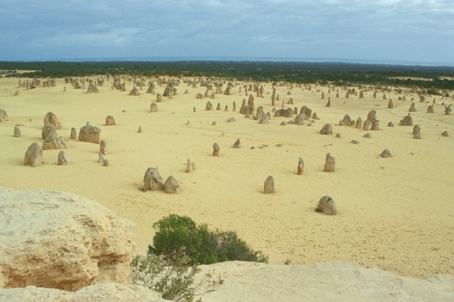 250 km au Nord de Perth, le désert des pinnacles est ponctué de colonnes de grès de quelques cm à quelques mètres de hauteur.