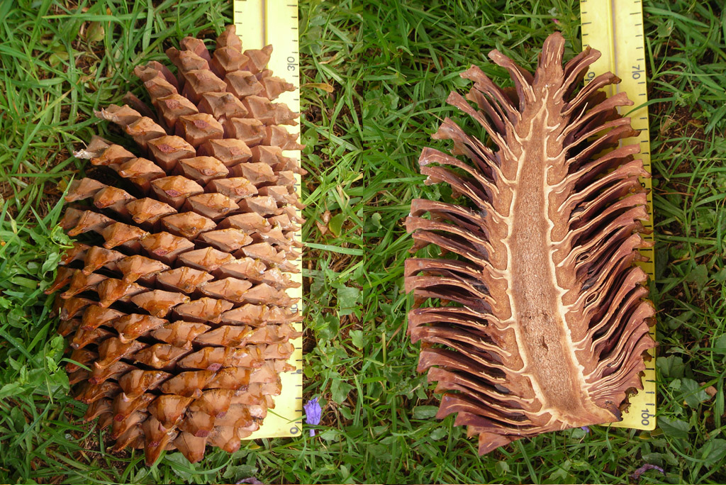 Gros cône de pin de Coulter (<em>Pinus coulteri</em>), entier et en coupe longitudinale. Le cône entier pèse environ 2,5 kg, pour plus de 30 cm de long et 18 cm de diamètre. <a href='https://phototheque.enseigne.ac-lyon.fr/photossql/photos.php?RollID=images&FrameID=pinus_coulteri_graine'>Voir les graines</a>.