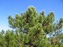 <em>Pinus pinaster</em> (pin maritime) reconnaissable à ses grosses aiguilles très regroupées en "touffes" denses et à son port pyramidal plus ou moins étalé. Région Marseillaise (cet arbre a été planté expérimentalement dans la région mais sa croissance y est très limitée car le climat et le sol ne lui sont pas favorables). [11535 views]