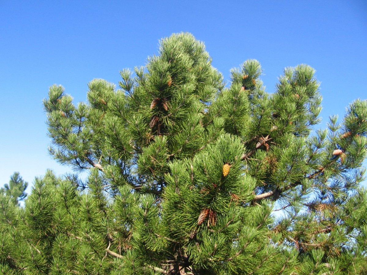 <em>Pinus pinaster</em> (pin maritime) reconnaissable à ses grosses aiguilles très regroupées en "touffes" denses et à son port pyramidal plus ou moins étalé. Région Marseillaise (cet arbre a été planté expérimentalement dans la région mais sa croissance y est très limitée car le climat et le sol ne lui sont pas favorables).