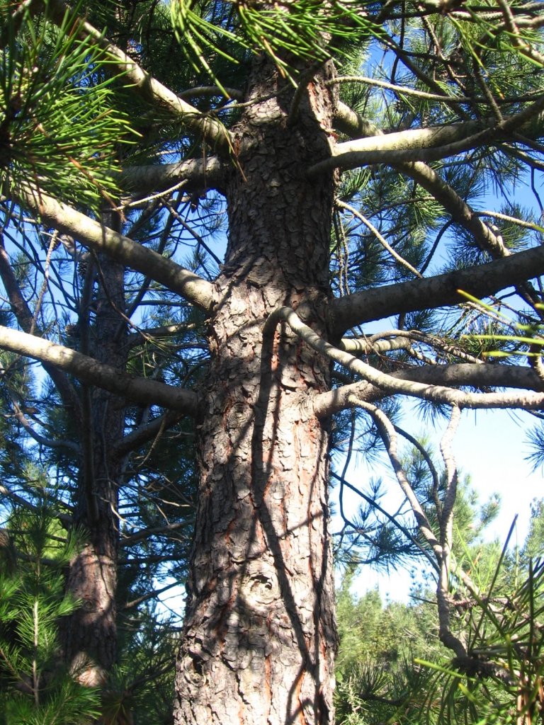<em>Pinus pinaster</em> (pin maritime) reconnaissable à son tronc massif à l'écorce rougeâtre portant de larges écailles grises rugueuses. Région Marseillaise (cet arbre a été planté expérimentalement dans la région mais sa croissance y est très limitée car le climat et le sol ne lui sont pas favorables).