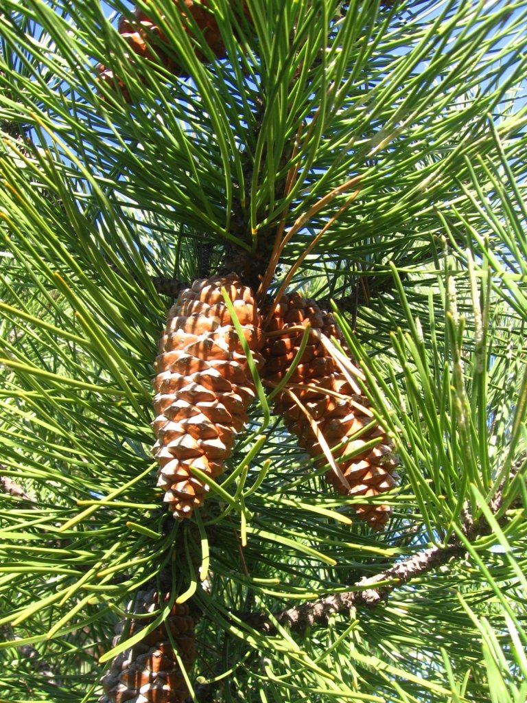 <em>Pinus pinaster</em> (pin maritime) reconnaissable à ses pignes orangées, de grande taille et portant une pointe aiguë sur chaque écaille. Région Marseillaise (cet arbre a été planté expérimentalement dans la région mais sa croissance y est très limitée car le climat et le sol ne lui sont pas favorables).