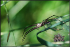 Araignée <em>Pisaura mirabilis</em> avec sa ponte. La femelle reste à proximité de la cloche  en soie où ses œufs ont incubé, et que les jeunes ne quitteront qu'après leur seconde mue lorsqu'ils pourront chasser et se nourrir. [7267 views]