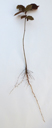 Jeune plant de noisetier (<em> Corylus avellana</em>). Cet exemple permet d'illustrer l'organisation générale d'un organisme végétal. Il comprend un appareil végétatif (tige, feuilles, racines) et un appareil reproducteur (fleurs et fruits) non encore développé ici. On peut également distinguer un appareil aérien et un appareil souterrain. L'appareil aérien est constitué de la tige, qui porte un bourgeon terminal et des bourgeons axillaires (à la base des limbes des feuilles) séparés par les entrenœuds. L'appareil souterrain, séparé de la partie aérienne par le collet, est constitué des racines. ici  Dans ce cas il s'agit d'un système racinaire pivotant : les racines latérales se forment à partir d'une racine plus importante appelée pivot. Ce système est typique de la majorité des dicotylédones et des gymnospermes. [22912 views]