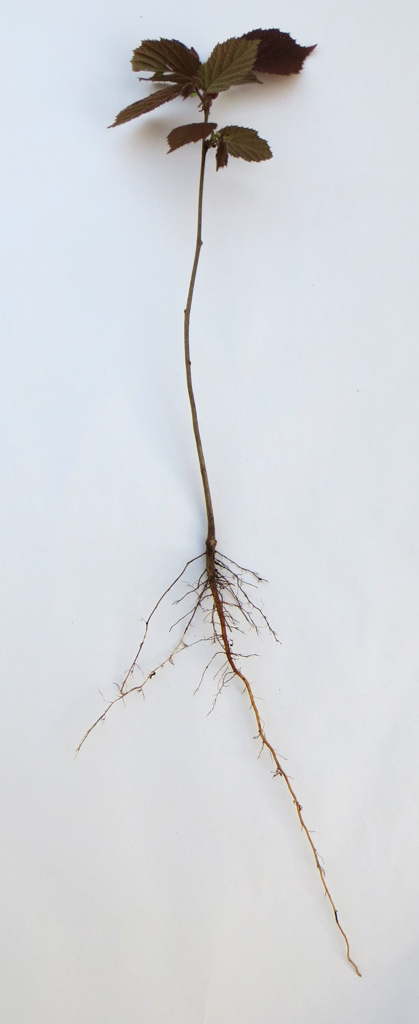 Jeune plant de noisetier (<em> Corylus avellana</em>). Cet exemple permet d'illustrer l'organisation générale d'un organisme végétal. Il comprend un appareil végétatif (tige, feuilles, racines) et un appareil reproducteur (fleurs et fruits) non encore développé ici. On peut également distinguer un appareil aérien et un appareil souterrain. L'appareil aérien est constitué de la tige, qui porte un bourgeon terminal et des bourgeons axillaires (à la base des limbes des feuilles) séparés par les entrenœuds. L'appareil souterrain, séparé de la partie aérienne par le collet, est constitué des racines. ici  Dans ce cas il s'agit d'un système racinaire pivotant : les racines latérales se forment à partir d'une racine plus importante appelée pivot. Ce système est typique de la majorité des dicotylédones et des gymnospermes.