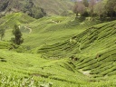 Plantation de thé [12865 views]