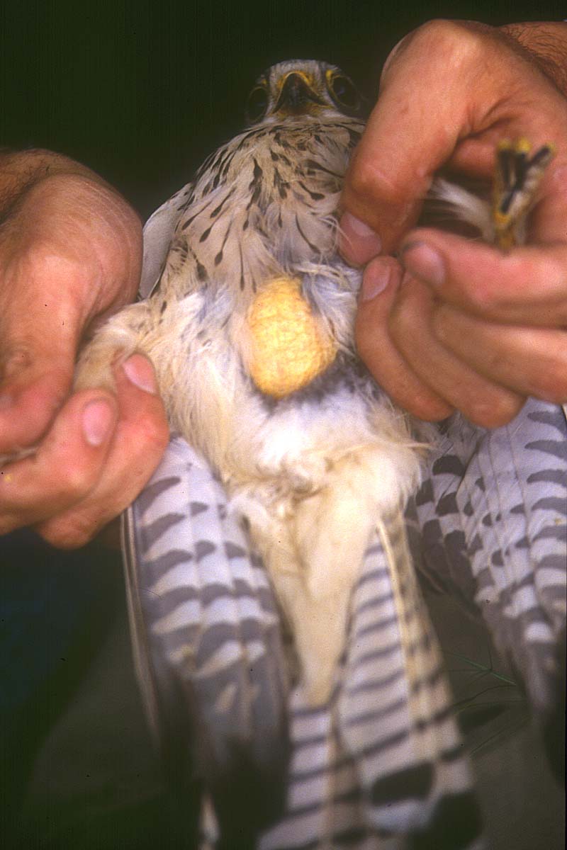 Plaque incubatrice de femelle de faucon crécerelle : zone sans plume et très irriguée afin d'apporter un maximum de chaleur aux oeufs et aux oisillons.