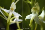 <em>Platantheras</em> (Orchidées) - A gauche, détail d'une fleur de <em>P. bifolia</em> avec ses loges polliniques rapprochées et parallèles et à droite <em>P. chlorantha</em> dont les fleurs ont des loges polliniques dont la base est très écartée. Cette dernière a un aspect plus robuste que <em>P. bifolia</em> et elle fleurit aussi de mai à août environ une quinzaine de jour avant cette dernière. Un des caractères le plus différenciateur est porté par les loges polliniques dont la base est très écartée. L'éperon aussi est différent et présente un sommet élargi.  <em>P. chlorantha</em> est assez répandue mais elle n'est jamais fréquente. [8650 views]