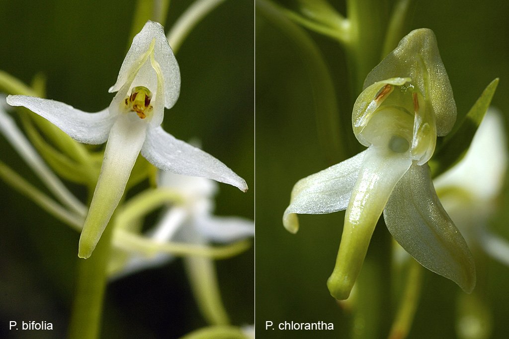 <em>Platantheras</em> (Orchidées) - A gauche, détail d'une fleur de <em>P. bifolia</em> avec ses loges polliniques rapprochées et parallèles et à droite <em>P. chlorantha</em> dont les fleurs ont des loges polliniques dont la base est très écartée. Cette dernière a un aspect plus robuste que <em>P. bifolia</em> et elle fleurit aussi de mai à août environ une quinzaine de jour avant cette dernière. Un des caractères le plus différenciateur est porté par les loges polliniques dont la base est très écartée. L'éperon aussi est différent et présente un sommet élargi.  <em>P. chlorantha</em> est assez répandue mais elle n'est jamais fréquente.