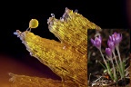 Le détail pris en photo est tout au bout d'un stigmate de crocus (voir le petit rectangle rouge). On voit un grain de pollen qui a germé sur le stigmate. Nous sommes chez les Angiospermes, le grain de pollen n'est pas un gamète mais un gamétophyte, un producteur de gamète. Il renferme deux cellules. Une fois sur le bon pistil le pollen germe : l'une des cellules forme un tube pollinique qui achemine l'autre cellule vers l'ovule. Là, elle se transformera en deux gamètes mâles, les anthérozoïdes. On aura une double fécondation: les gamètes mâles acheminés par le grain de pollen fusionnent leurs noyaux avec ceux de deux cellules différentes. Une première fusion entre gamète mâle et l'ovule donne l'embryon, une autre entre le second gamète mâle et les noyaux centraux de l'ovule conduit à une cellule qui possède des chromosomes en 3 exemplaires et qui formera l'albumen de la graine, des réserves pour sa future germination. [26662 views]