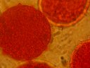 Pollen de guimauve (<em>Althea officinalis</em>) observé au grossissement 400 du microscope optique. [30058 views]