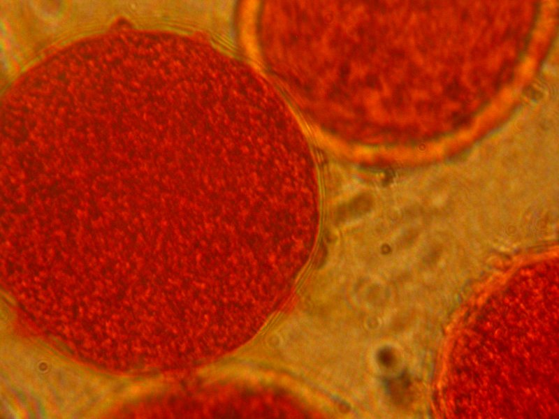 Pollen de guimauve (<em>Althea officinalis</em>) observé au grossissement 400 du microscope optique.