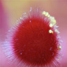 Pollen d'hibiscus sur un stigmate. [6049 views]