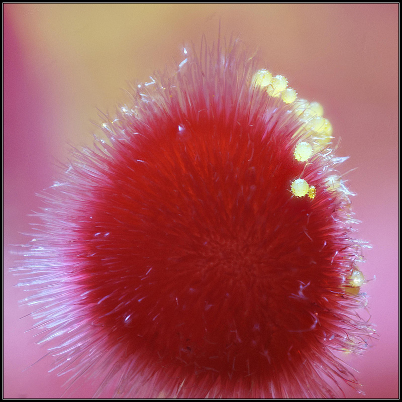 Pollen d'hibiscus sur un stigmate.