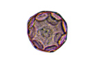Pollen de noyer <em> Juglans regia</em>. Caractérisé par  une couronne équatoriale de pores. [6342 views]