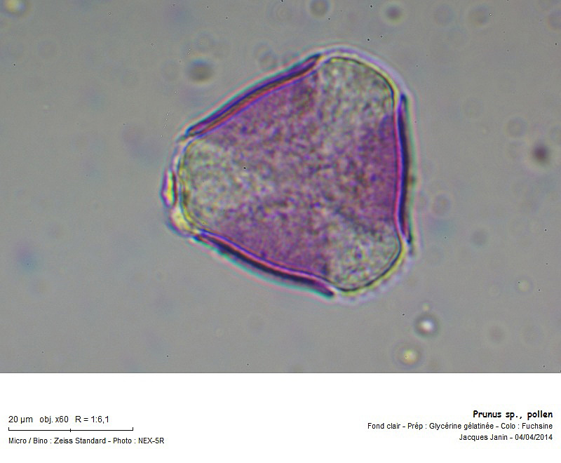 Grain de pollen de Prunus. On distingue bien les 3 trois apertures (ou colpus) qui sont un caractère dérivé caractéristique du clade des Dicotylédones vraies (ou Eudicotylédones). 